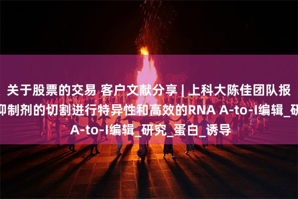 关于股票的交易 客户文献分享 | 上科大陈佳团队报道通过ADAR抑制剂的切割进行特异性和高效的RNA A-to-I编辑_研究_蛋白_诱导
